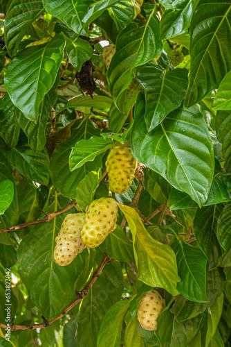 Zihuatanejo, Mexico - July 18, 2023: Parque Ecoturístico llamado La Chanequera. Not ripe noni, Morinda citrifolia, on its green tree portrait photo