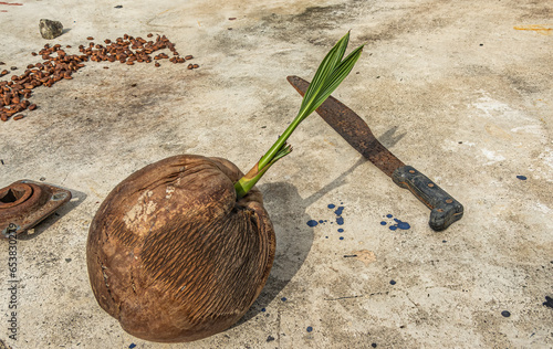 Zihuatanejo, Mexico - July 18, 2023: Parque Ecoturístico llamado La Chanequera. Closeup, rusted machete and shooting coconut photo