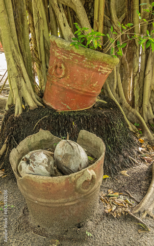 Zihuatanejo, Mexico - July 18, 2023: Parque Ecoturístico llamado La Chanequera. Damaged pot with coconuts or young tree lost under tree on plantation photo