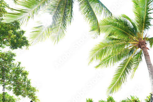 Coconut trees for summer travel decoration on white background. With clipping path © STOCK PHOTO 4 U