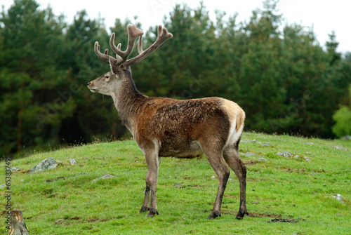 Cerf elaphe   Cervus elaphus   Bois en velour