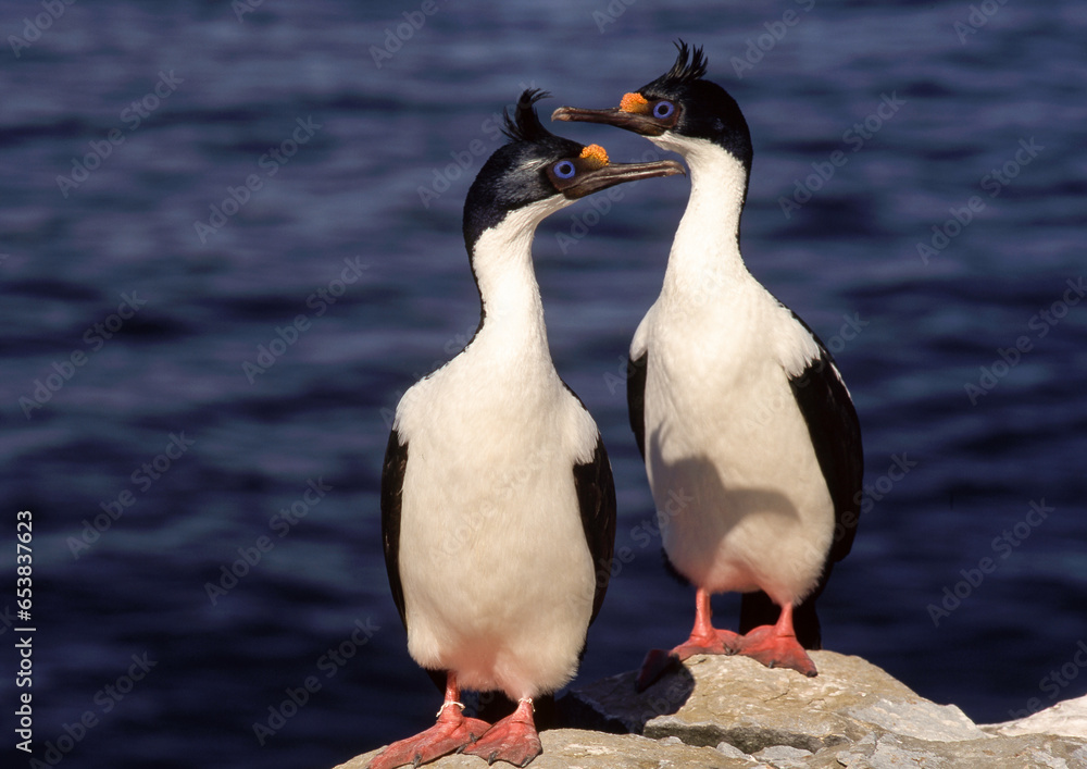 Cormoran impérial,.Leucocarbo atriceps , Imperial Shag, Iles Falkland, Malouines Cormoran impérial,.Leucocarbo atriceps , Imperial Shag, Iles Falkland, Malouines