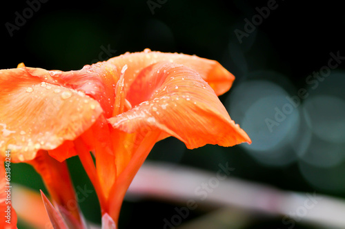Indian shot, India short plant or India shoot or Butsarana or Cannas or Canna lily or Canna indica L or CANNACEAE plant or orange flower and dew drop