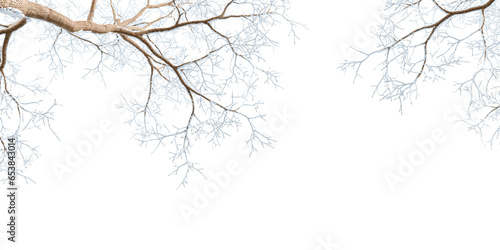 Branches with snow isolated on white background