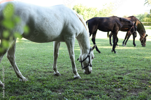 white and brown horses on a pasture © gabriela