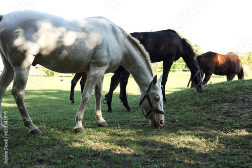 white and brown horses on a pasture