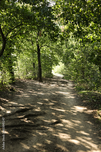 a landscape with a path in the forest