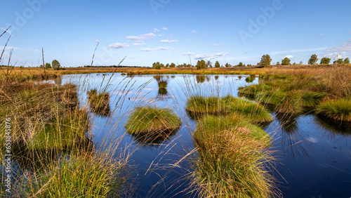 Foto Teich mit Pfeifengras