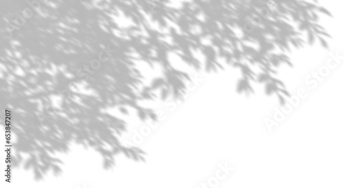 Isolate shadow tropics tree branches foliage realistic movement on transparent backgrounds 3d rendering png
