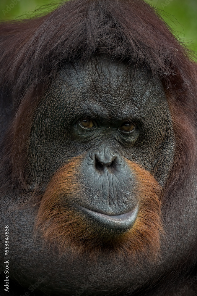 Fototapeta premium Closeup Bornean orangutan Pongo pygmaeus