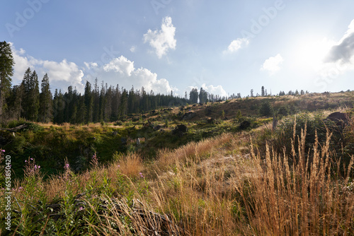 Mountains covered in pine forests