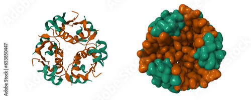 Canvas-taulu Structure of native human insulin oligomer