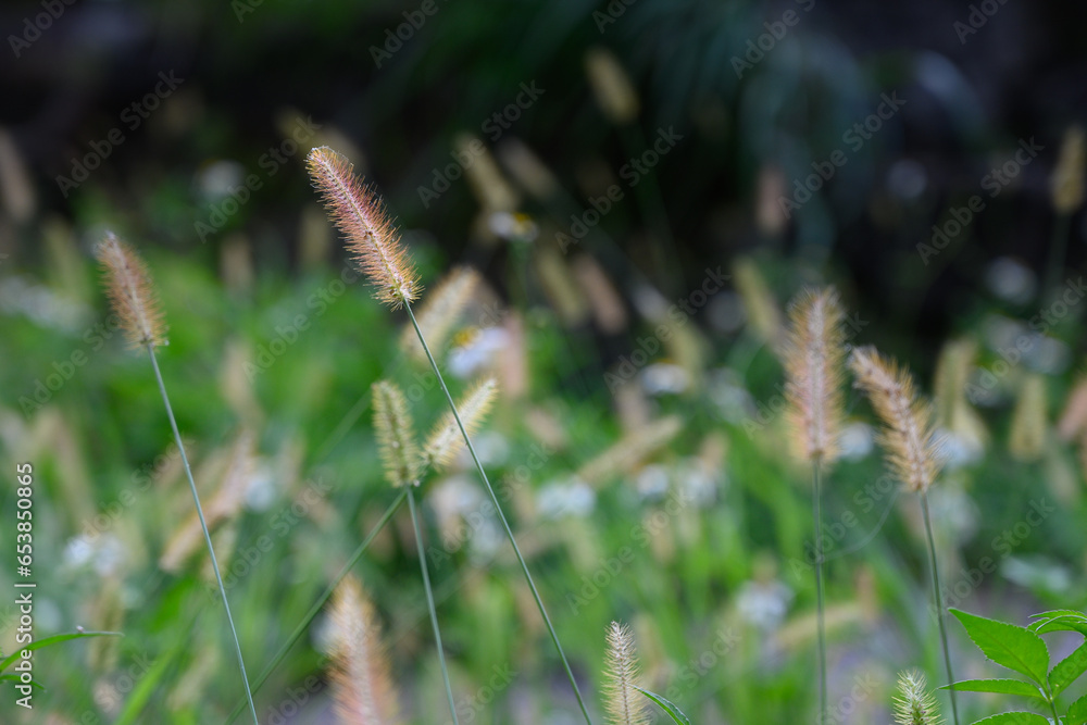 There are some foxtail grass growing on the hillside. Nature's Puzzle: Mysterious Green Foliage on the Hillside.