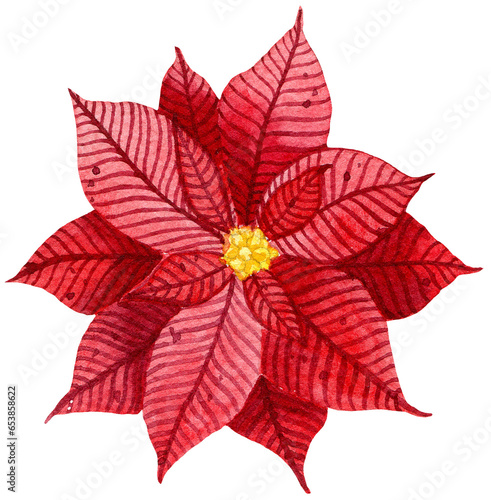 Watercolor Christmas red poinsettia flower illustration