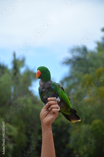 Tenerife, Spain 03.20.2018: Prezentation of parrots in the Jungle park, as a zoological centre