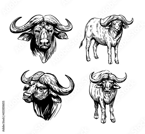African buffalo. Hand drawn vector sketch illustration. Black outline on white background