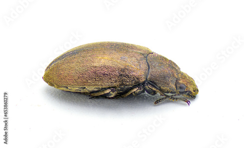 Adult Darkling Beetle - Bothrotes canaliculatus acutus - gold or golden brown yellow metallic luster shiny iridescence color, isolated on white background side profile view