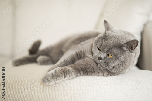 Cute British Shorthair cat lies down on a white couch and gets comfortable n a house in Edinburgh, Scotland, United Kingdom