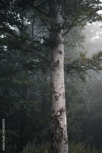Eerie Autumn Forest in Moody Fog