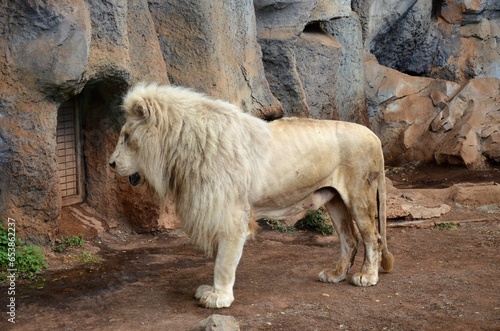 Old white lion in the Jungle Park in Tenerife  Spain