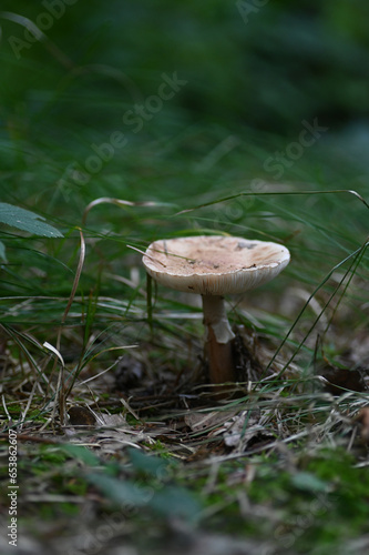 Vibrant Autumn Mushroom in a Serene Forest Landscape with Moody Tones and Natural Foliage