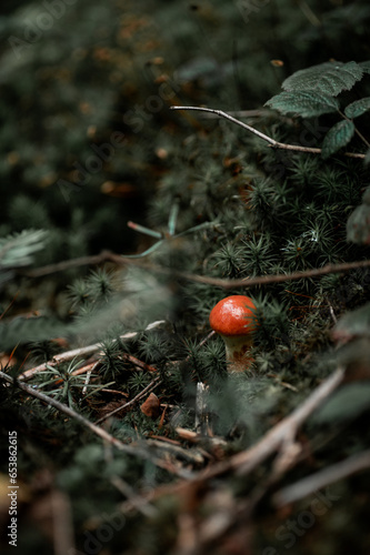 Vibrant Autumn Mushroom in a Serene Forest Landscape with Moody Tones and Natural Foliage