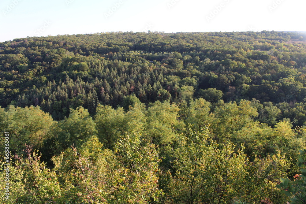 A forest of trees A forest of trees