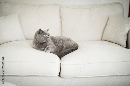 Elegant grey British Shorthair cat lsitting in the middle of a white couch looking away in an elegant manner in a house in Edinburgh, Scotland, United Kingdom