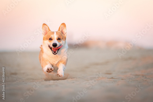 Quadro em tela Welsh corgi pembroke running on beach
