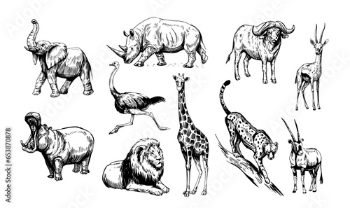 African animals, lion, elephant, gazelle, rhinoceros, cheetah, antelope, hippopotamus, rhinoceros, giraffe. Set of vector sketch illustrations