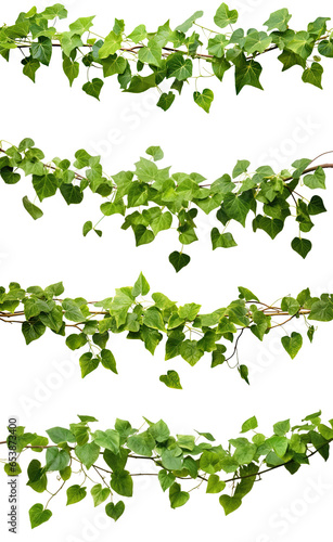 Collection of vine green ivy plants  leaves tropic hanging  border decoration plants. Isolated on a transparent background. PNG  cutout  or clipping path.