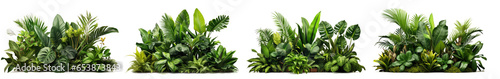 Collection of green leaves of tropical plants bush (Monstera, palm, rubber plant, pine, bird's nest fern). PNG, cutout, or clipping path.