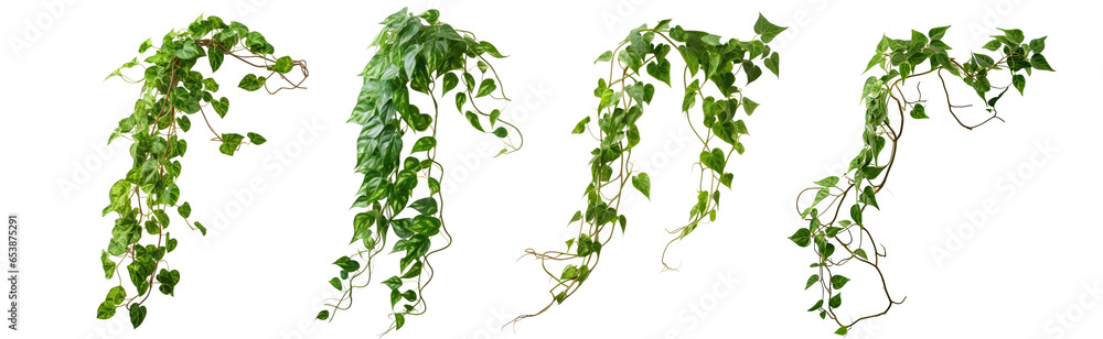 Set of green leaves from Javanese treebine or grape ivy (Cissus spp.), a jungle vine and hanging ivy plant bush foliage, isolated on a white background with a clipping path. - obrazy, fototapety, plakaty 