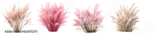 set of Bush of blooming ornamental grass isolated on white background photo
