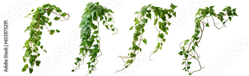 Obraz na plátne Set of green leaves from Javanese treebine or grape ivy (Cissus spp