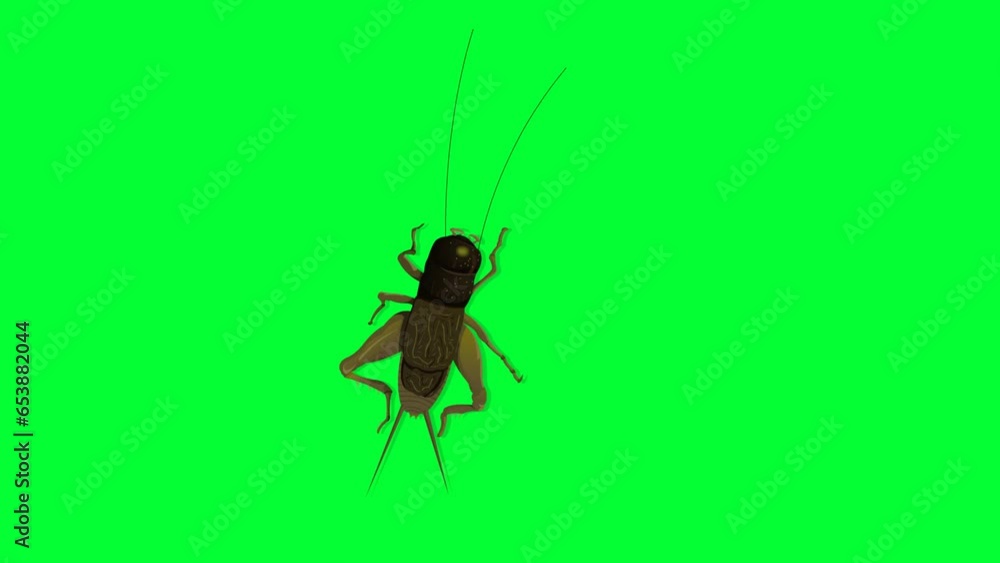 insect, black cartoon bug background and 2d animation, creature Stock ...