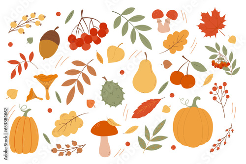 Large set of autumn elements. Leaves of maple, mountain ash, oak. Autumn harvest. Mushrooms, berries, pumpkins. Vector illustration