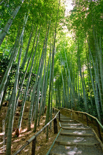 Harashiama bamboo forest in kyoto in japan 