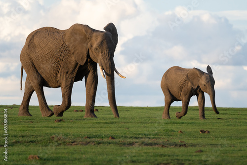 An African Elephant and a baby Elephant walking in sync across the African Savanna in Ol Pejeta Conservancy  Kenya.