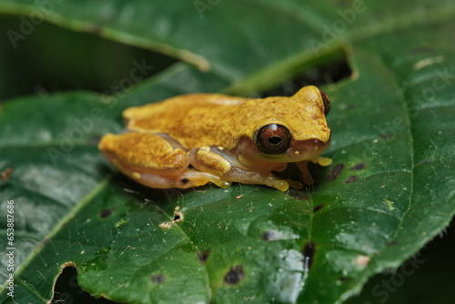 hourglass treefrog (Dendropsophus ebraccatus) Costa Rica photo