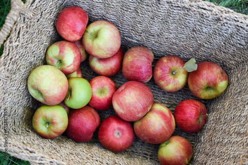 Fresh picked organic red apples in basket in autumn