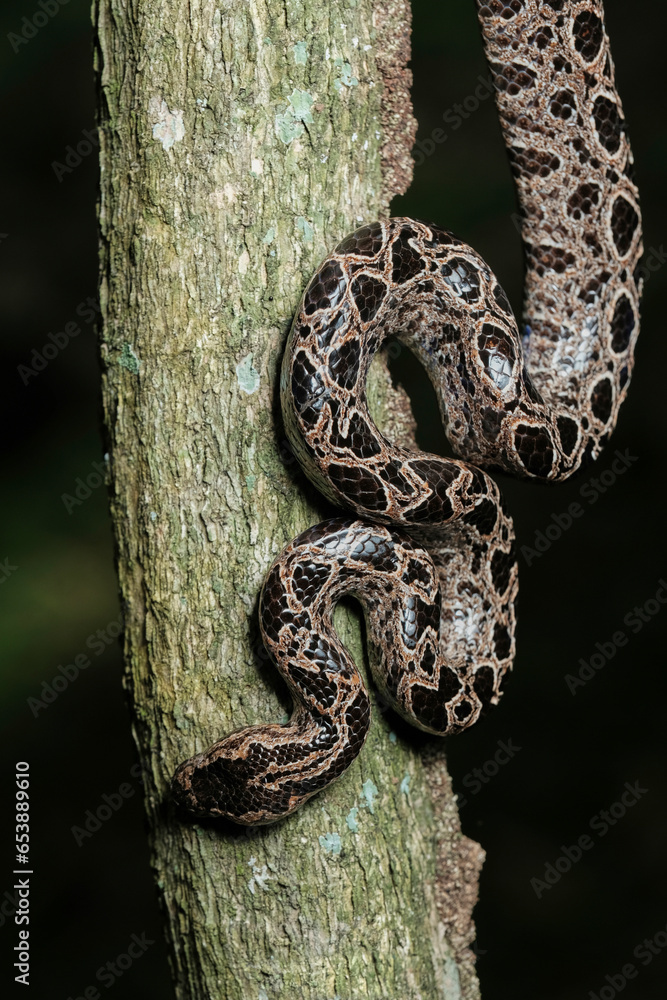 Panamanian Dwarf Boa (Ungaliophis panamensis) Panamanian Dwarf Boa (Ungaliophis panamensis)