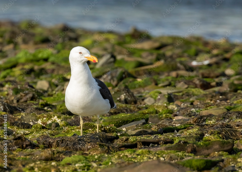 Obraz premium Kelp Gull