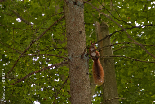Squirrel posing on tree branches in the middle of the forest