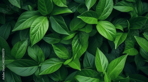 Nature's green leaves texture, ideal for phone screensavers and computer backgrounds © Chingiz