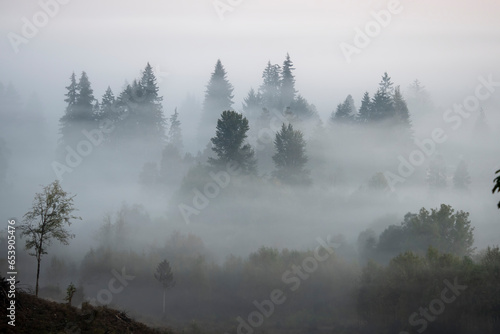 Morning fog shrouds evergreen trees; Washington, United States of America