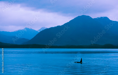 Killer whale or Orca (Oscines orca) in Icy Strait at dusk; Inside Passage, Alaska, United States of America photo