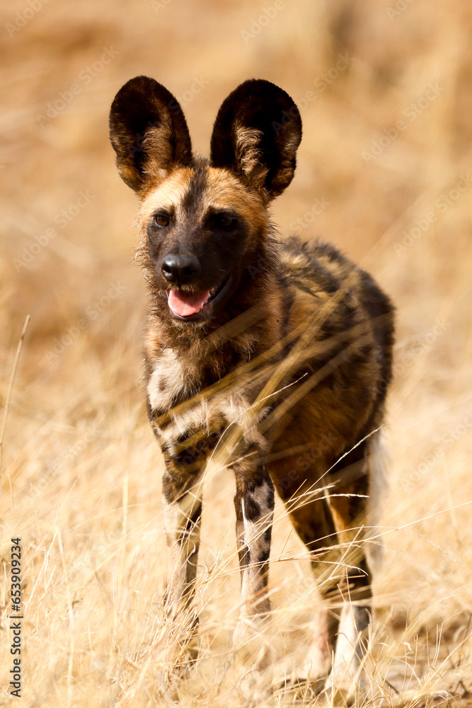 African Wild Dog (painted dog) (Lycaon pictus) in Kruger National Park African Wild Dog (painted dog) (Lycaon pictus) in Kruger National Park