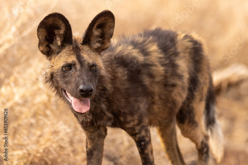 African Wild Dog (painted dog) (Lycaon pictus) in Kruger National Park