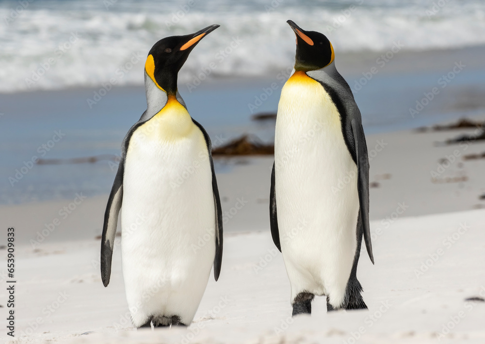 Fototapeta premium King Penguins